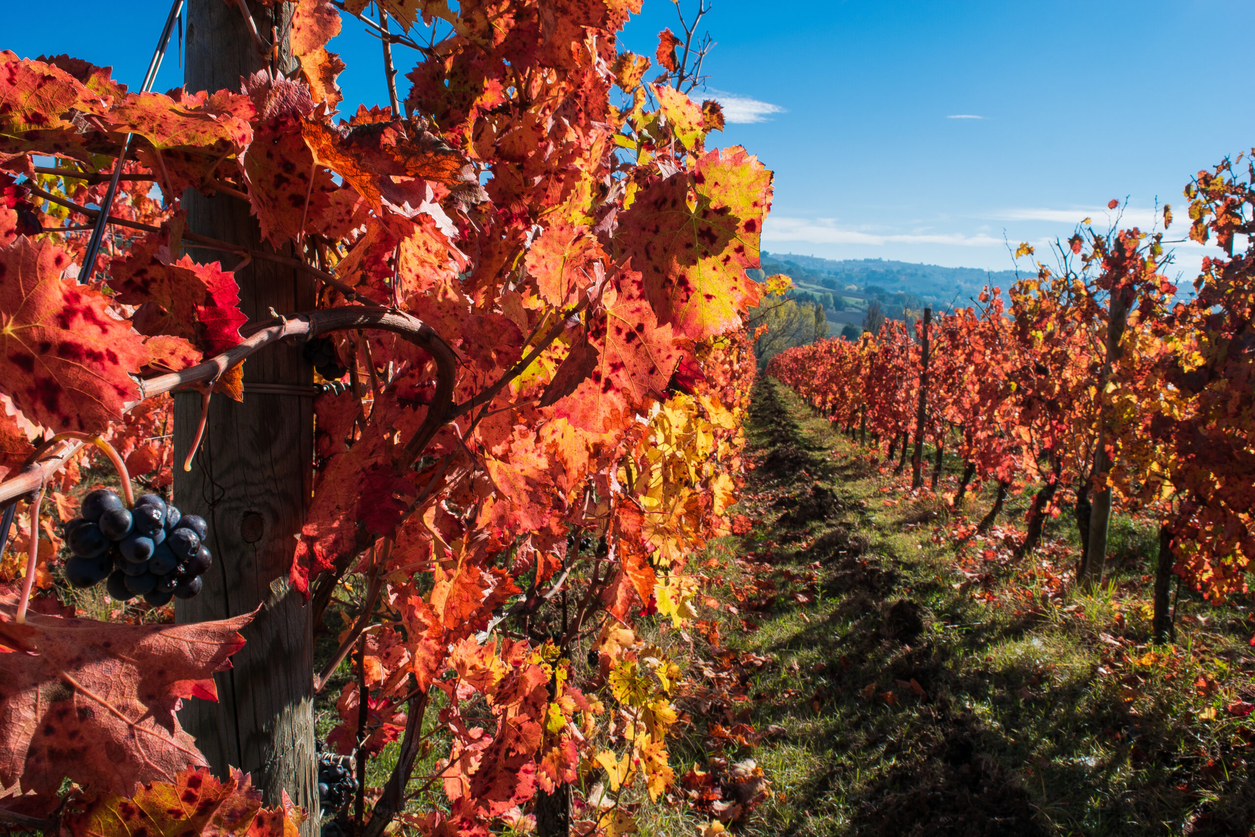 Montefalco